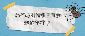 新站优化如何吸引搜索引擎蜘蛛的爬行?-北冥博客